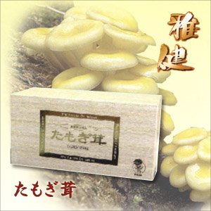 雅健（がけん）たもぎ茸