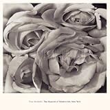 Roses, Mexico, Art Poster by Tina Modotti Roses, Mexico, Art Poster by Tina Modotti