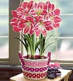 3-in-1 Grand Trumpet Pink Amaryllis in Gift Basket with Chocolates