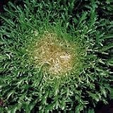 Organic Rhodos Endive - 150 Seeds