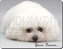 BICHON FRISE Valentines Day Gift Mouse Mat