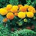 Marigold Seeds - Marigold Antigua Hybrid Mix
