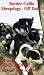   - Border Collie Sheepdogs - Off Duty!