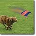 Junior Orange/Blue Flying Squirrel by Canine Hardware