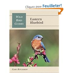 Eastern Bluebird