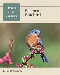 Wild Bird Guide: Eastern Bluebird (Wild Bird Guides)