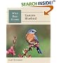 Eastern Bluebird (Wild Bird Guides)