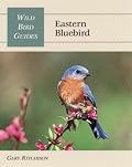 Eastern Bluebird (Wild Bird Guides)