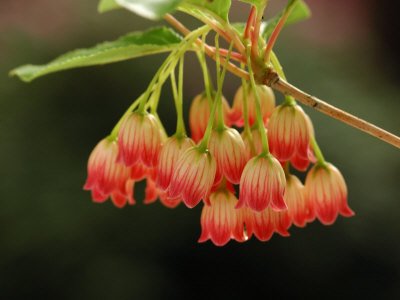 Close View of a Cluster of Flowers, Belmont, Massachusetts