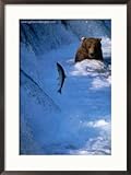 Brown Bear (Grizzly) Fishing at Waterfall, Alaska, USA Collections Framed Photographic Poster Print by Shannon Nace, 21x29