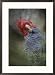 Colorful portrait of a gang-gang cockatoo Subject Framed Art Poster Print by Jason Edwards, 21x29