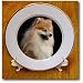 Pomeranian portrait - 8 Inch Porcelain Plate