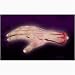 Search : Life Size Rubber Severed Hand