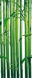 Produkt-Bild: Pflanzen - Bambus I, 2-Teilig Fototapete Poster-Tapete (254 x 91cm)