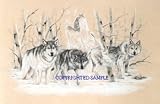 Ghost Wolf - Drawing by Cindy Farmer
