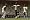 FIFA 07 (PS2)