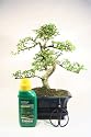 Indoor Bonsai Tree Gift Set - Medium Sized Chinese Elm - 20cm Pot, 29-36cm High