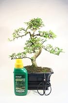 Indoor Bonsai Tree Gift Set - Medium Sized Chinese Elm - 20cm Pot, 29-36cm High