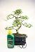Outdoor Living : Bonsai Tree Gift Set - Shaped Chinese Elm