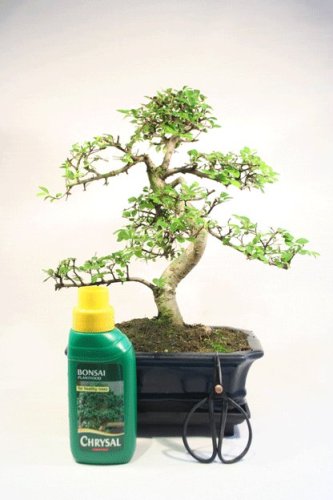 Indoor Bonsai Tree Gift Set - Medium Sized Chinese Elm - 20cm Pot, 29-36cm High