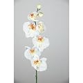 Phalaenopsis Orchideenzweig mit 6 Bl�ten, nat�rlich anf�hlend, wei�, 75 cm