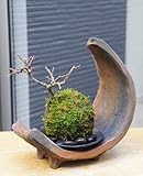 海岸から迫り出したような景色【紅長寿梅（べにちょうじゅばい）の苔玉・三日月型　盆栽・苔玉飾り台・器セット】 (敷石の色（黒石）)