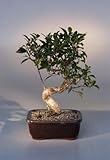Ficus Retusa Bonsai (Medium) Curved Shaped Trunk
