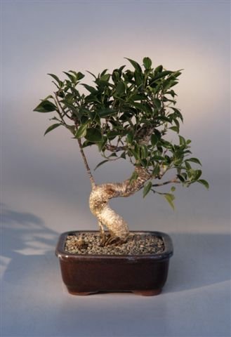 Ficus Retusa Bonsai (Medium) Curved Shaped Trunk
