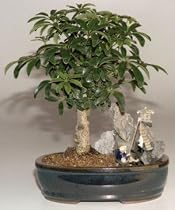 M&M BONSAI UMBRELLA BONSAI TREE IN STONE WATER POT