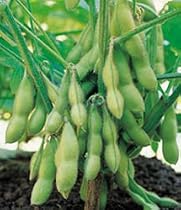 Edible Soy Bean 75 Seeds - GARDEN FRESH PACK!