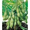 Edible Soy Bean Seeds - 13 grams - GARDEN FRESH PACK!