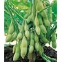 Edible Soy Bean 75 Seeds