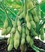 Edible Soy Bean 75 Seeds - GARDEN FRESH PACK!