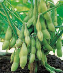 Edible Soy Bean 75 Seeds - GARDEN FRESH PACK!