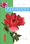 Pivoines : Comment les choisir et les cultiver facilement