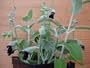 Black Flowering Salvia