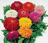 Zinnia Seeds - Park's Picks Zinnia Collection