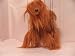 Plush Afghan Hound