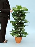 光触媒 観葉植物 ポトス2本立 120cm