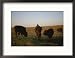 Bison Grazing in the Tallgrass Prairie Preserve in the Osage Hills Collections Framed Photographic Poster Print by Joel Sartore, 21x17
