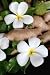 Thai Flowers - 24