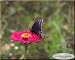 NATURE'S PHOTOGRAPHIC ARTISTRY BY DSW - Butterfly on Flower Blossoms - Photography Print 8" x 10" garden plants art picture images #13