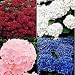 Hydrangea Color Collection