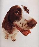 Dogs Up Close (Tiny Folio)