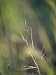 Setting Sun Catches a Patch of Kangaroo Grass, Themeda Triandra Photographic Poster Print by Jason Edwards, 18x24