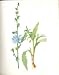 Perrin Ltd Ed 1914 Flowering Plant The Wild Succory