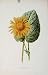 Fine Art Print Leopards Bane Flower Editorial Antique