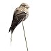 Factory Direct Craft Group of 4 Natural Burlap Birds with Fancy Feathered Tails on Wooden Picks for Displays, Crafting and More
