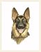 Fiddler's Elbow German Shepherd Blank Box Note Cards