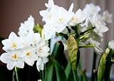 41PbmmGFiTL. SL160  Narcissus Inball Paperwhites 10 bulbs 17+cm